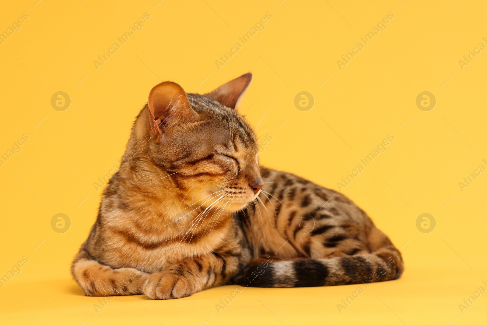 Photo of Cute Bengal cat on orange background. Adorable pet