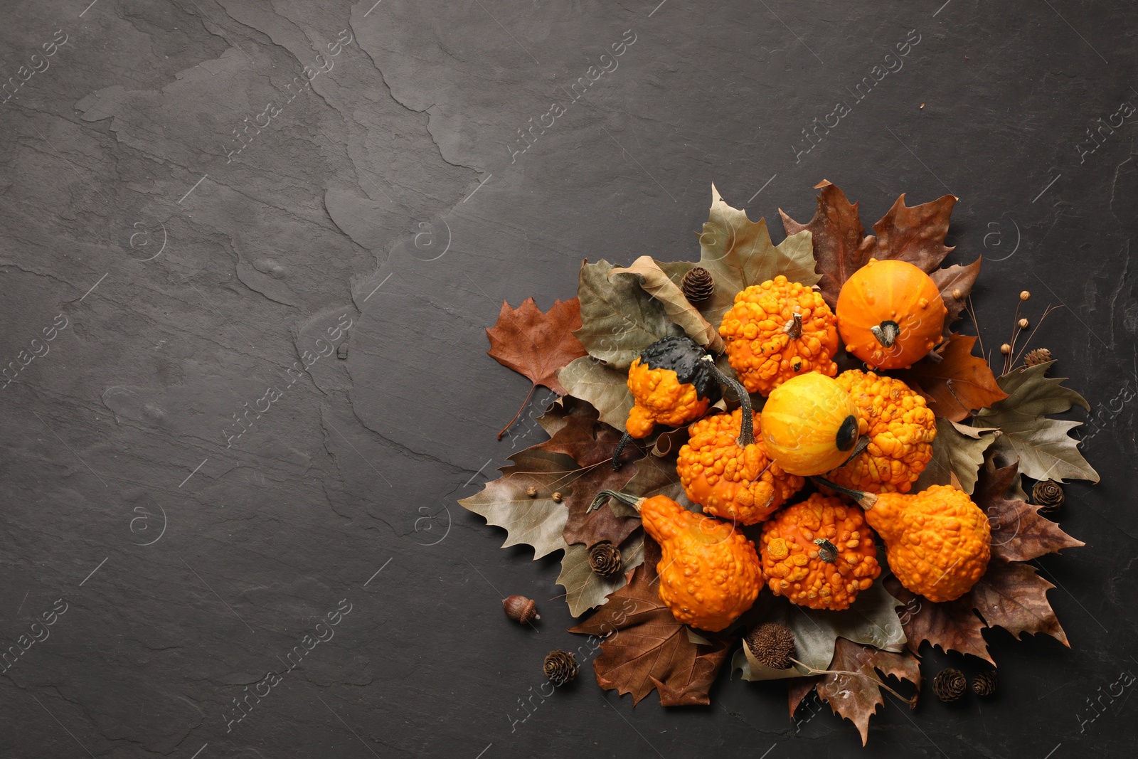 Photo of Flat lay composition with ripe pumpkins on dark grey textured table. Space for text