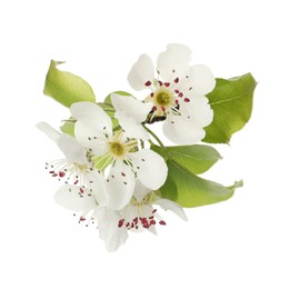 Beautiful blossoming pear tree branch with flowers on white background