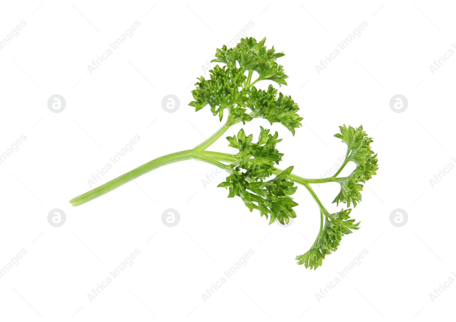 Photo of Fresh green organic parsley on white background