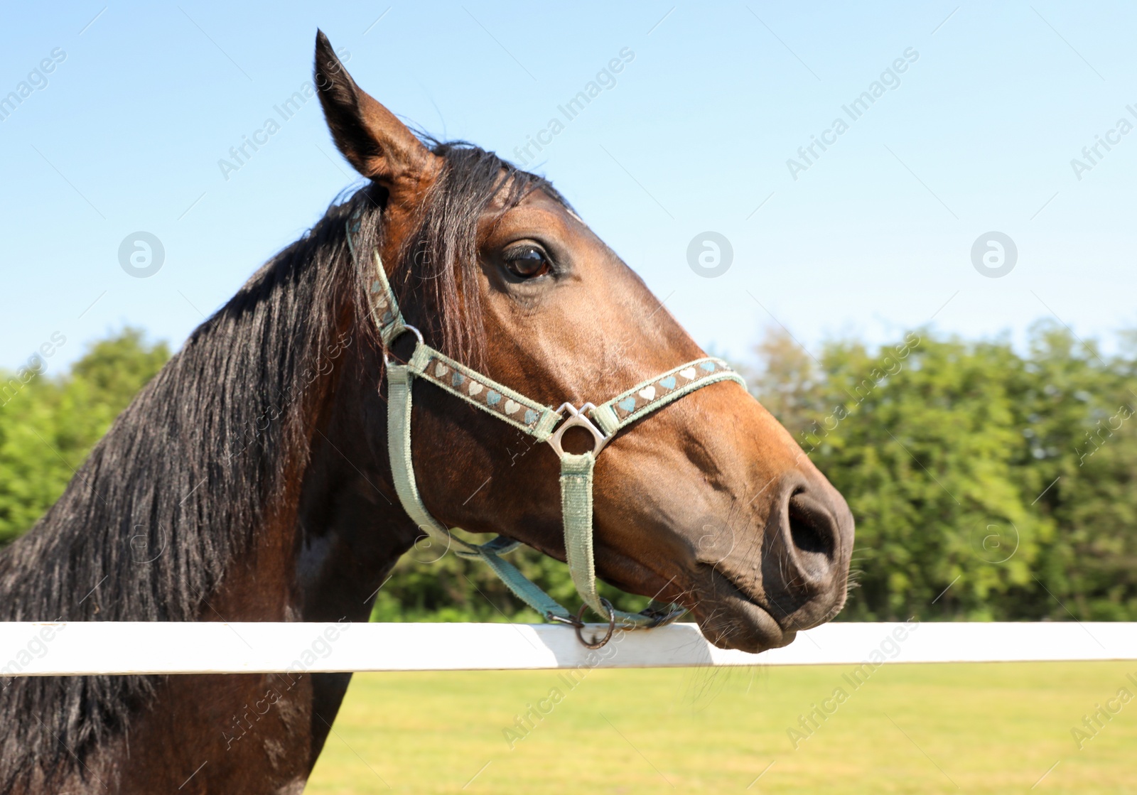 Photo of Bay horse in paddock on sunny day. Beautiful pet