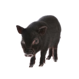 Photo of Adorable black mini pig on white background