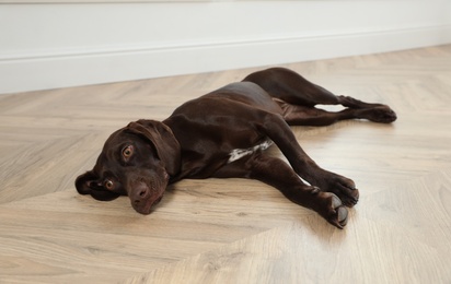 Photo of Cute German Shorthaired Pointer dog resting on warm floor. Heating system