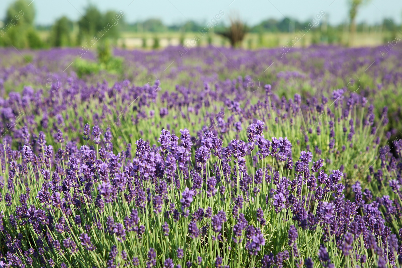 Photo of Beautiful blooming lavender growing in field on sunny day, space for text