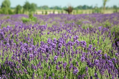 Photo of Beautiful blooming lavender growing in field on sunny day, space for text