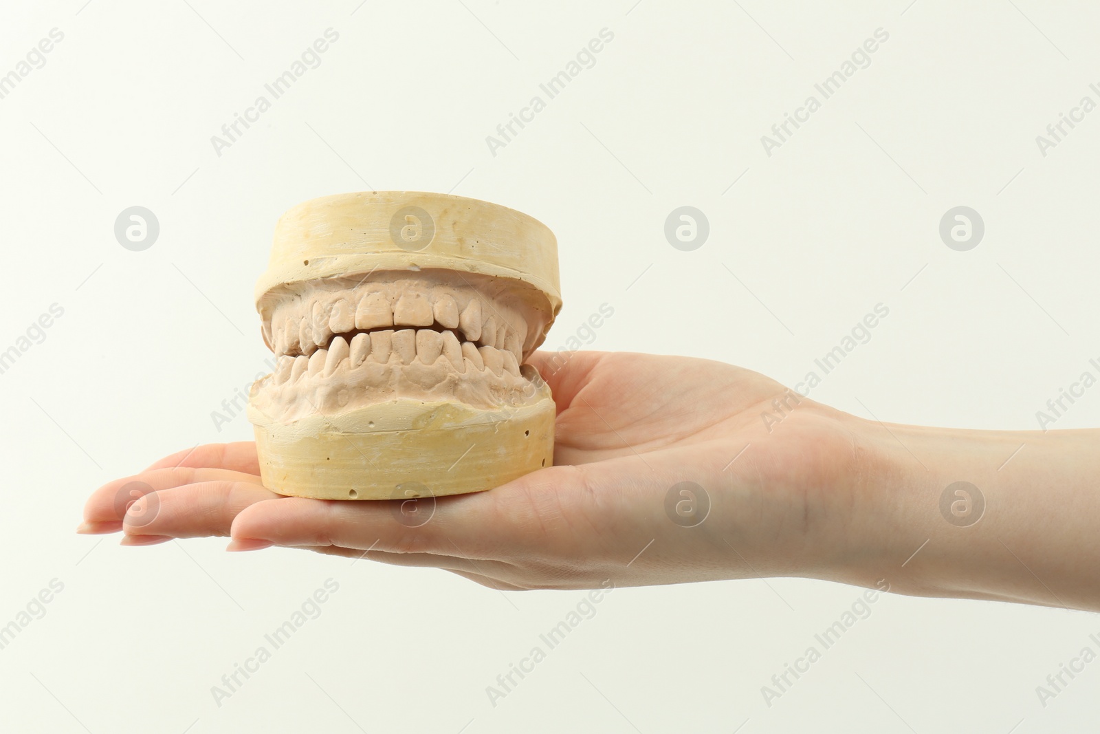 Photo of Woman holding dental model with jaws on white background, closeup. Cast of teeth