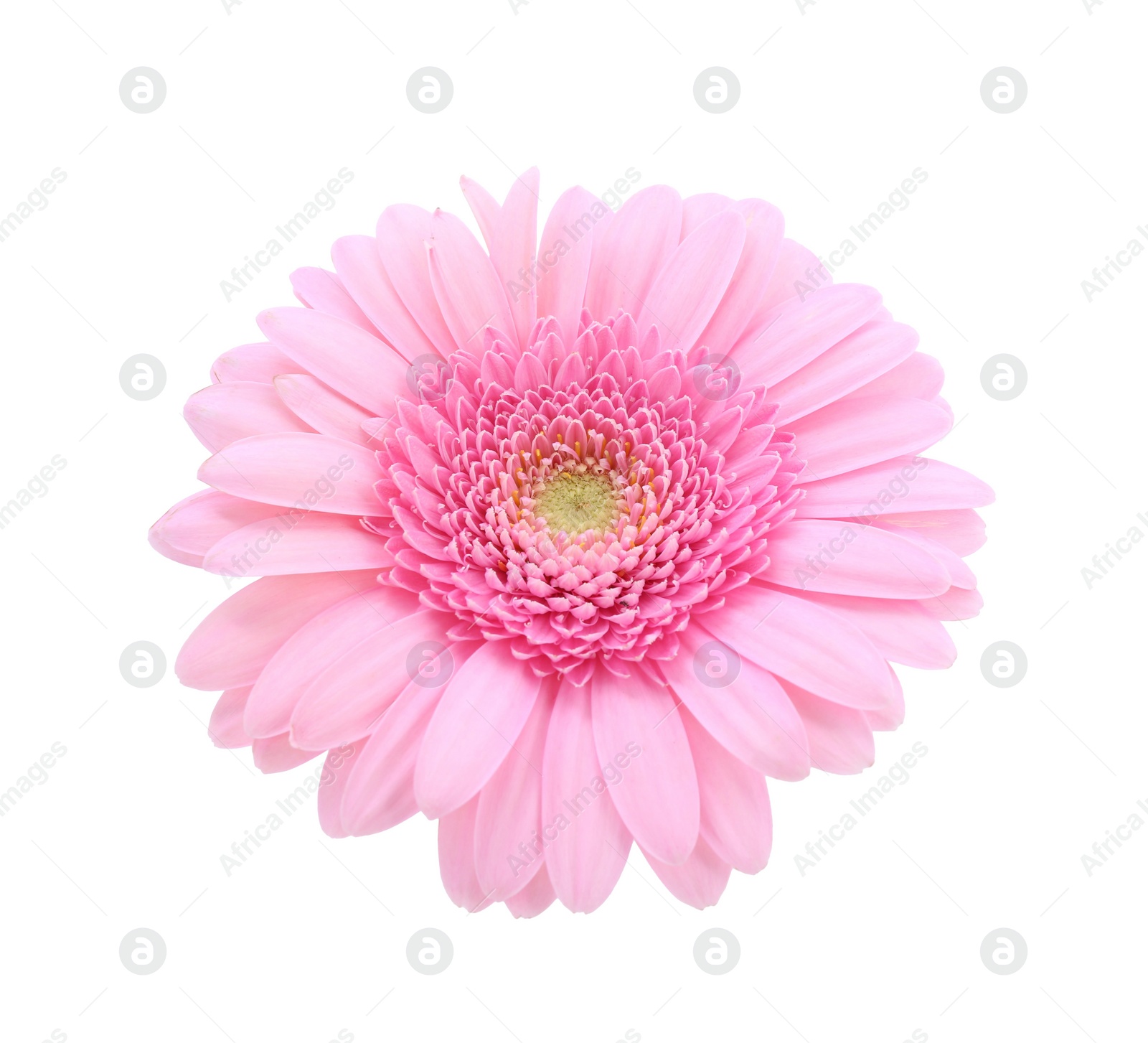 Photo of One beautiful pink gerbera flower isolated on white