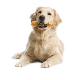 Image of Cute Golden Retriever dog holding chew bone in mouth on white background