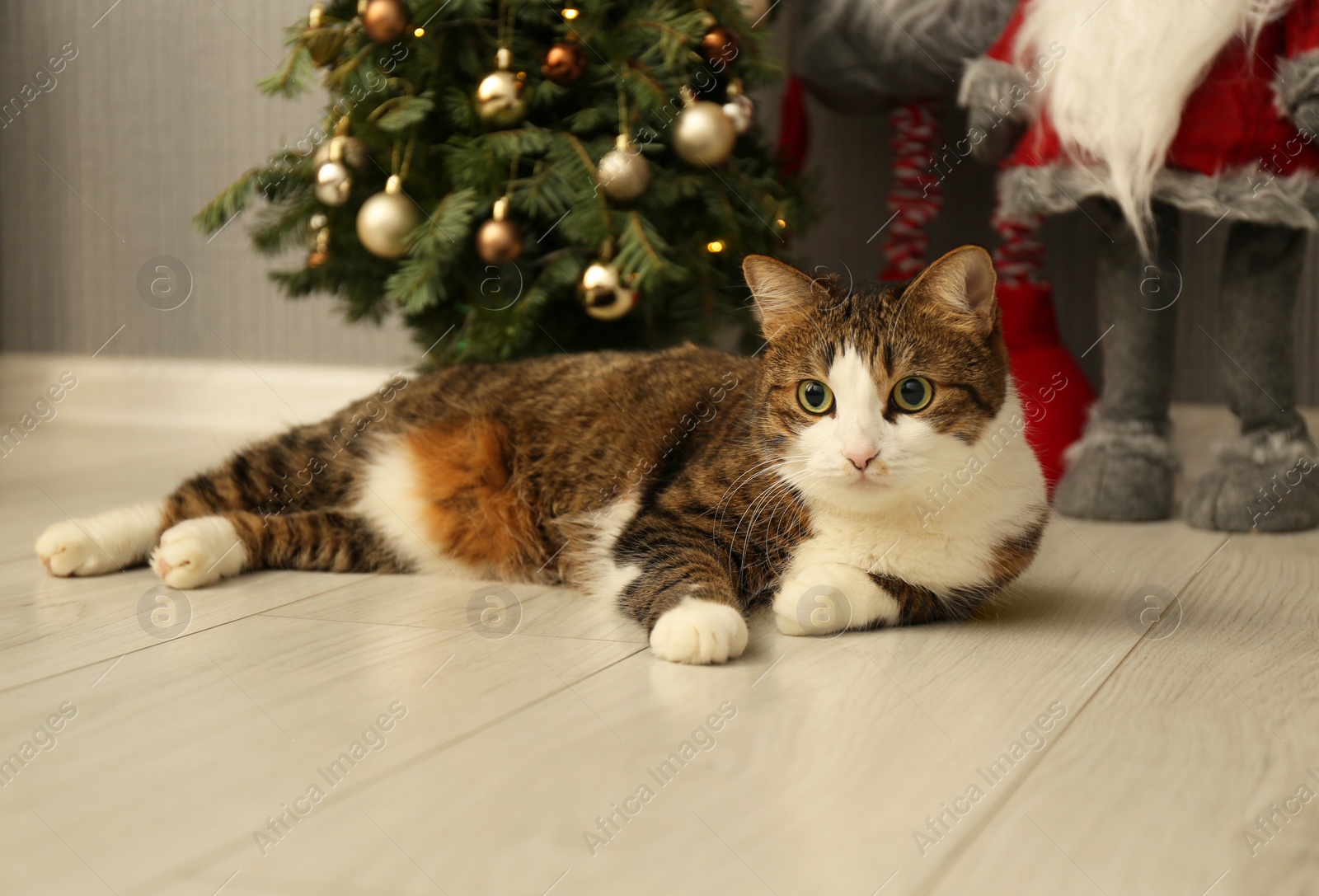 Photo of Cute cat lying on floor near Christmas tree and Scandinavian gnomes at home. Lovely pet