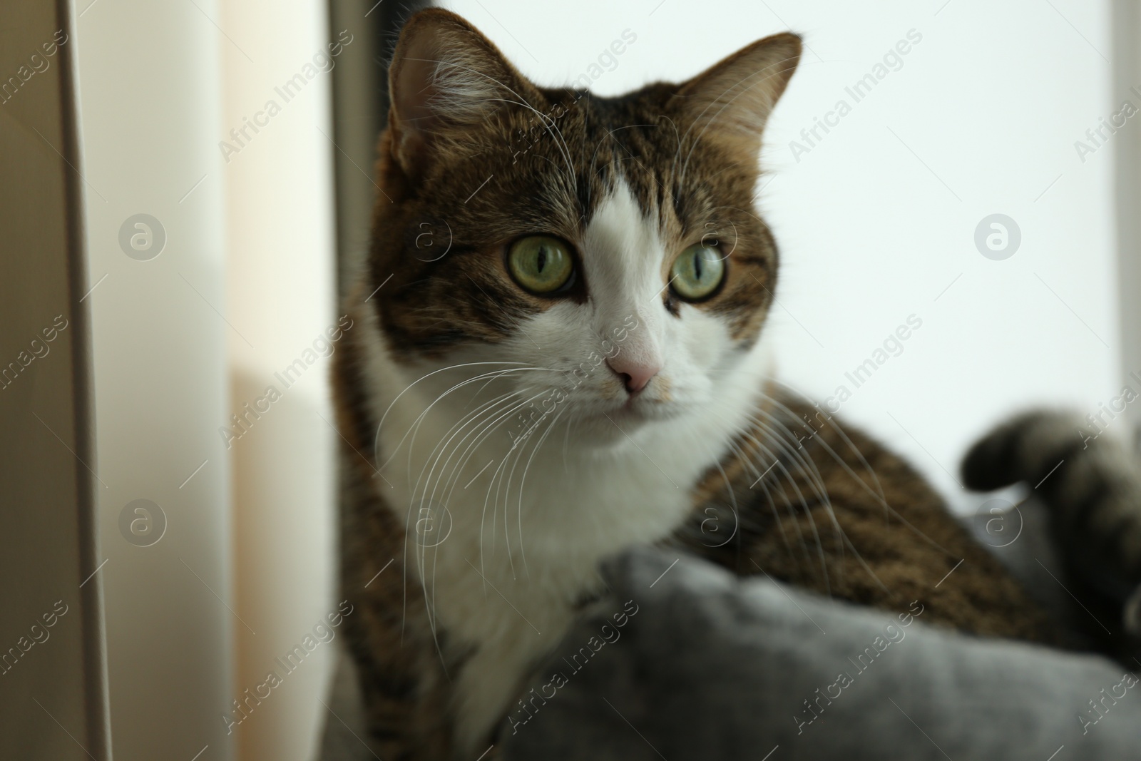 Photo of Cute cat at home, closeup. Lovely pet