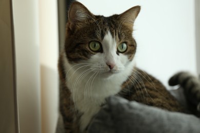 Cute cat at home, closeup. Lovely pet