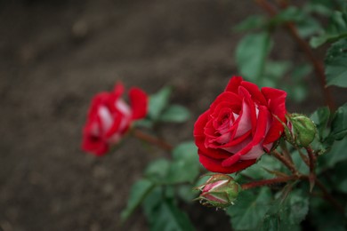 Photo of Closeup view of beautiful blooming rose bush outdoors, space for text