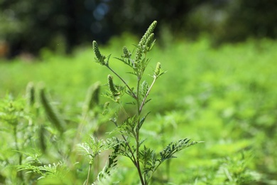 Photo of Blooming ragweed plant (Ambrosia genus) outdoors on sunny day. Seasonal allergy