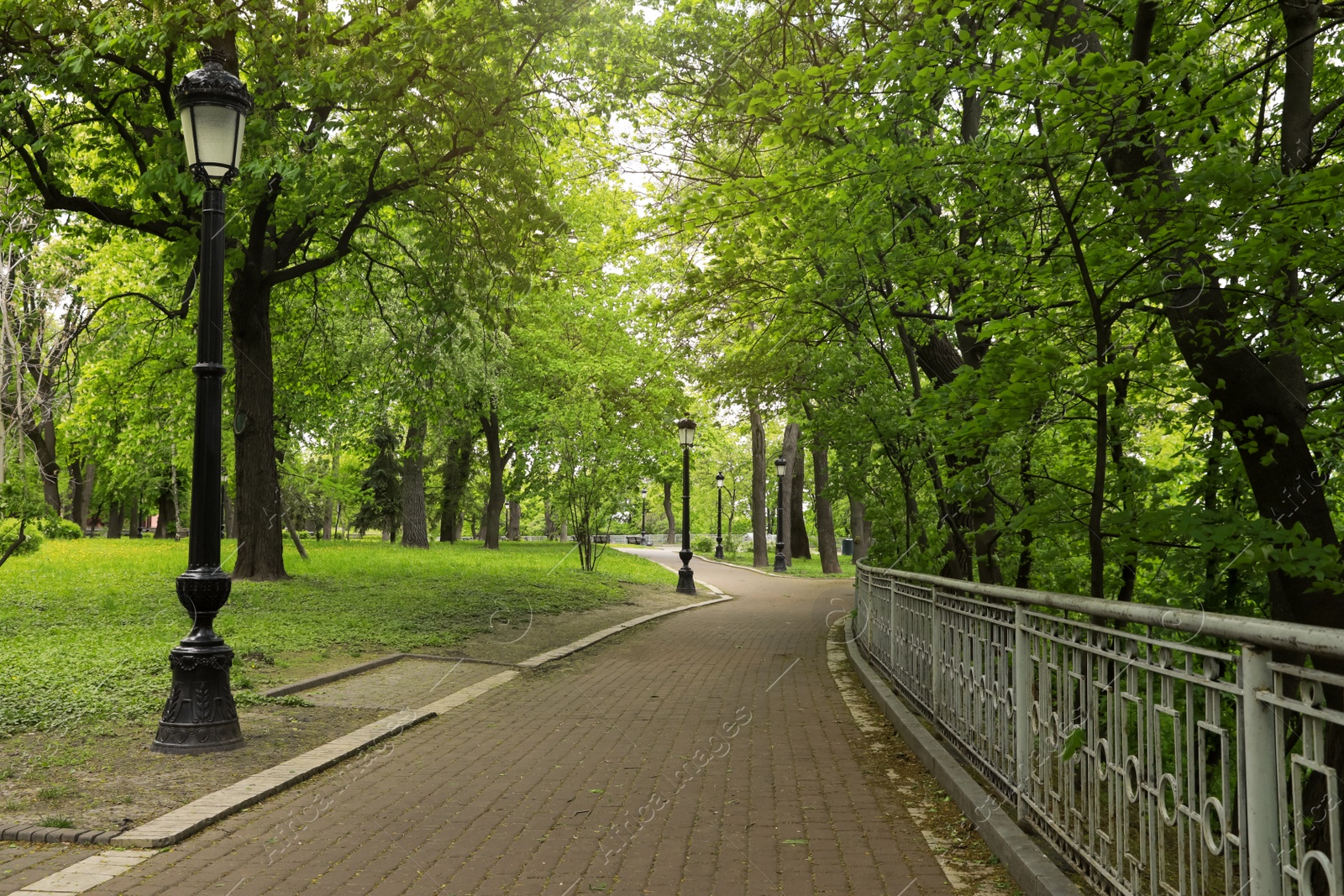 Photo of Beautiful green trees in park on sunny day