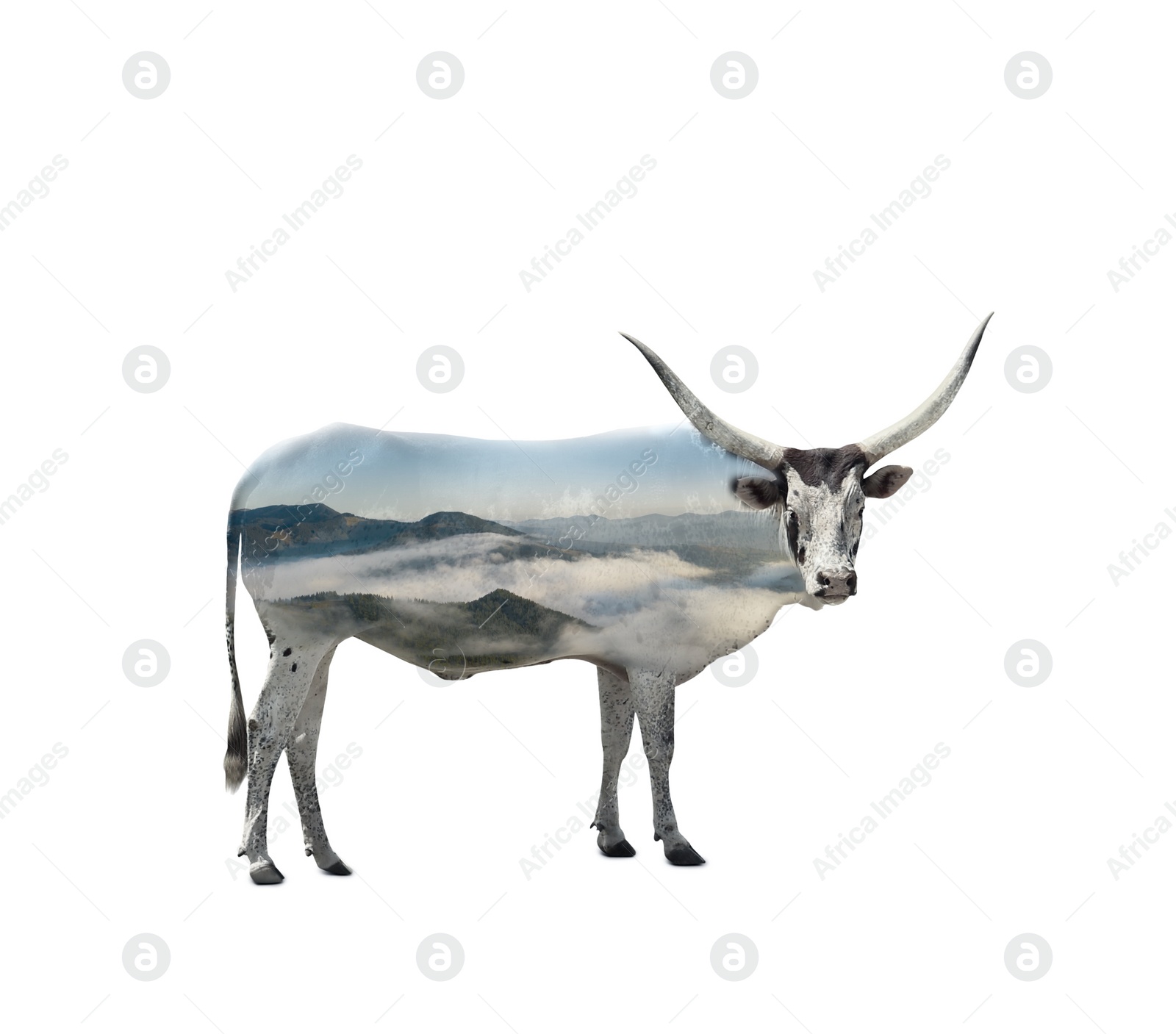 Image of Double exposure of Ankole cow and beautiful mountains