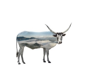 Image of Double exposure of Ankole cow and beautiful mountains