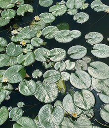 Photo of Many beautiful green lotus leaves in pond