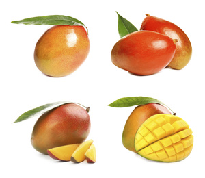 Set of delicious mangoes on white background