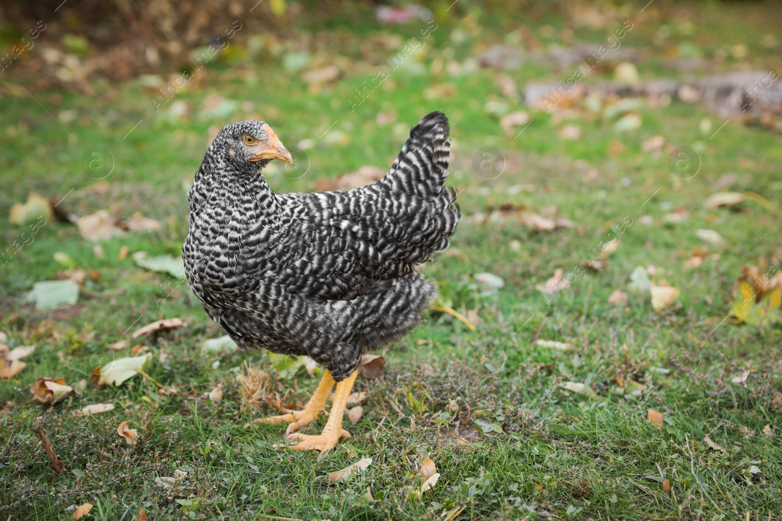 Photo of Beautiful chicken in yard on farm. Domestic animal