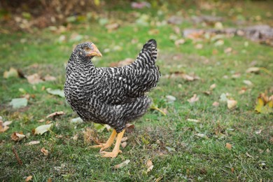 Beautiful chicken in yard on farm. Domestic animal