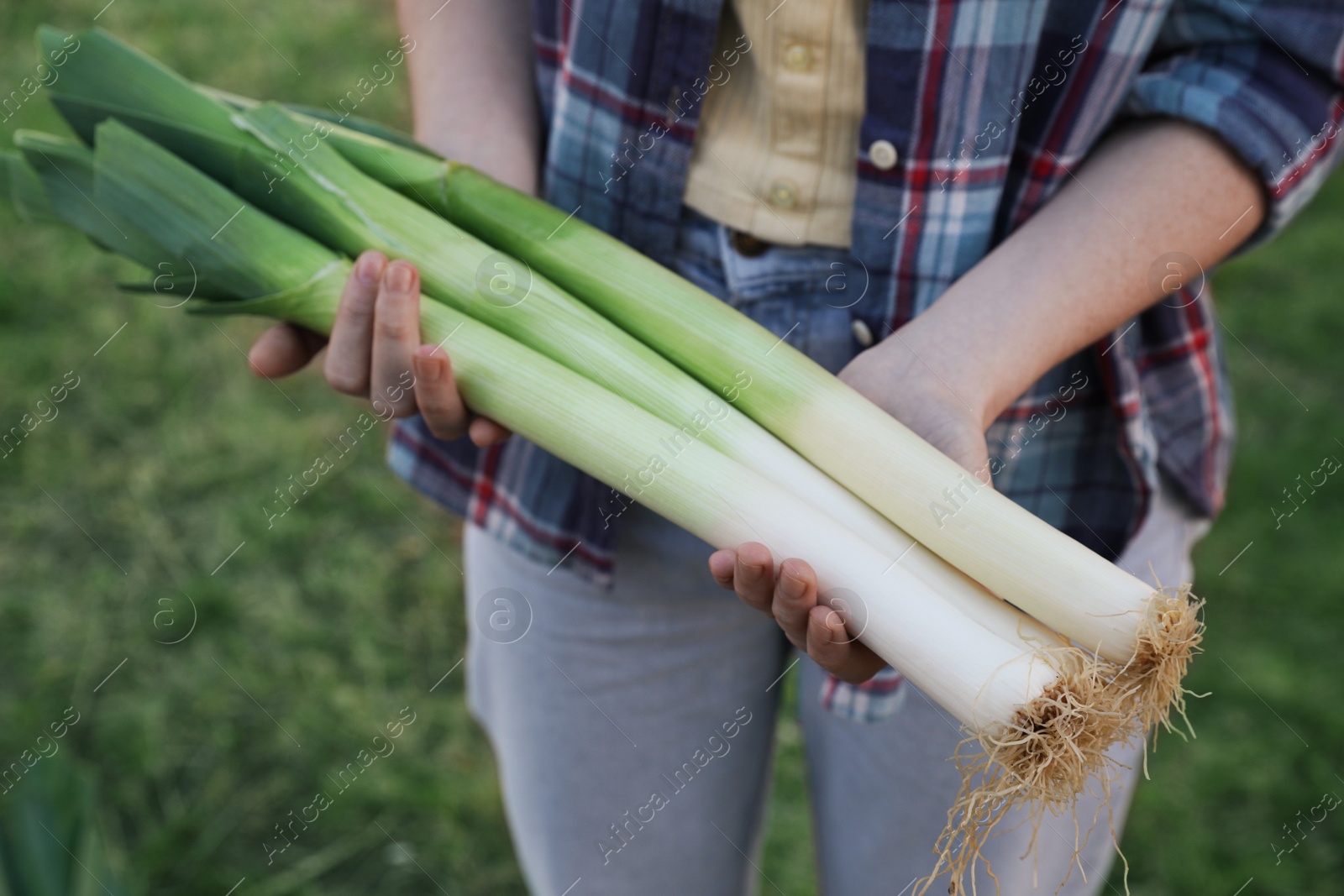 Photo of Woman holding fresh raw leeks outdoors, closeup