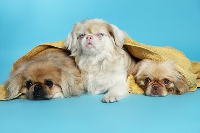 Photo of Cute Pekingese dogs with towel on light blue background. Pet hygiene