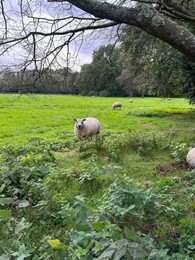 Photo of Cute sheep grazing on green lawn in picturesque park