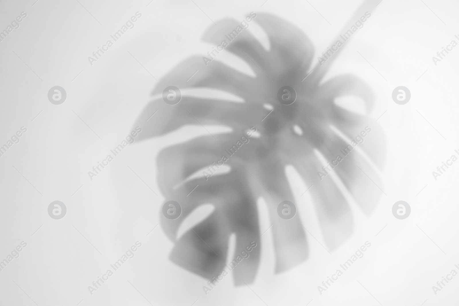 Photo of Shadow of monstera plant leaf on light background