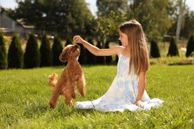 Photo of Beautiful girl playing with cute Maltipoo dog on green lawn in park