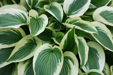 Photo of Beautiful plantain lily plant with bright leaves as background, closeup