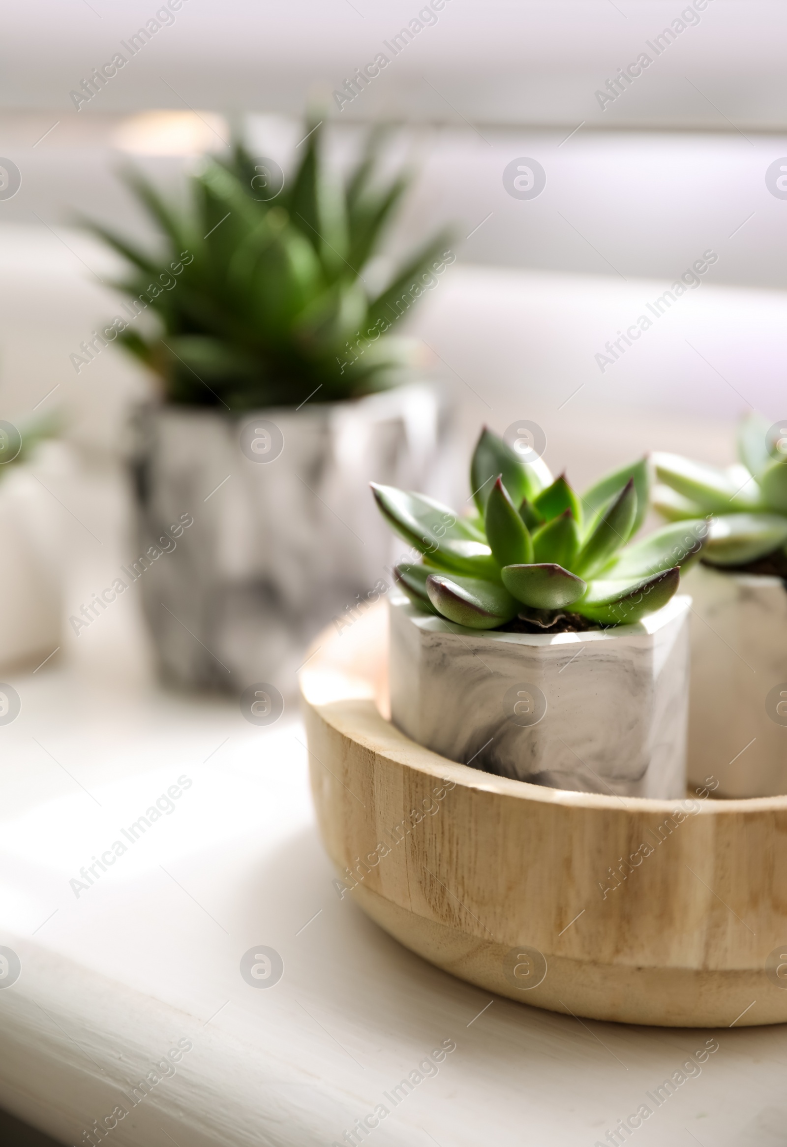 Photo of Beautiful potted succulents on white window sill