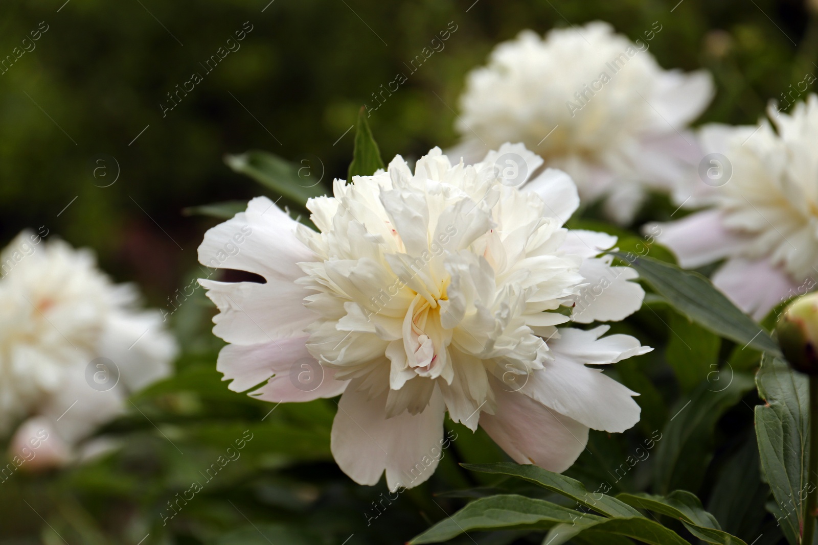 Photo of Beautiful blooming white peonies growing in garden, closeup