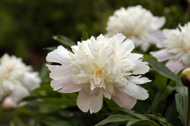 Beautiful blooming white peonies growing in garden, closeup