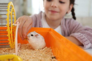 Photo of Little girl playing with cute hamster at home, focus on hand