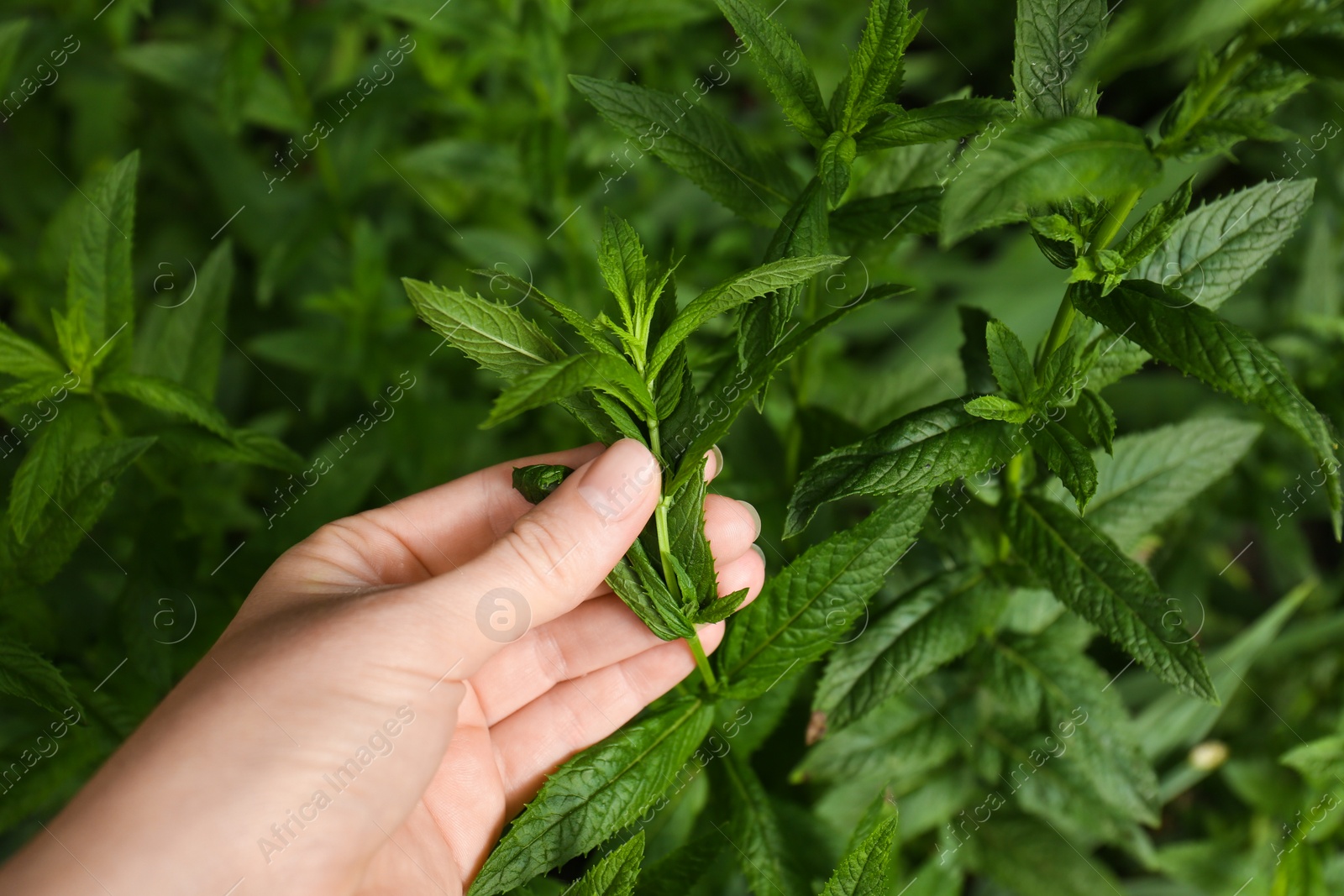 Photo of Woman picking fresh green mint outdoors, closeup