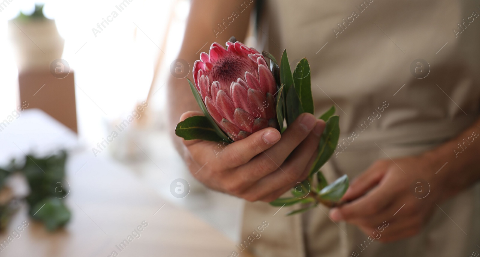 Photo of Florist with beautiful protea flower in workshop, closeup