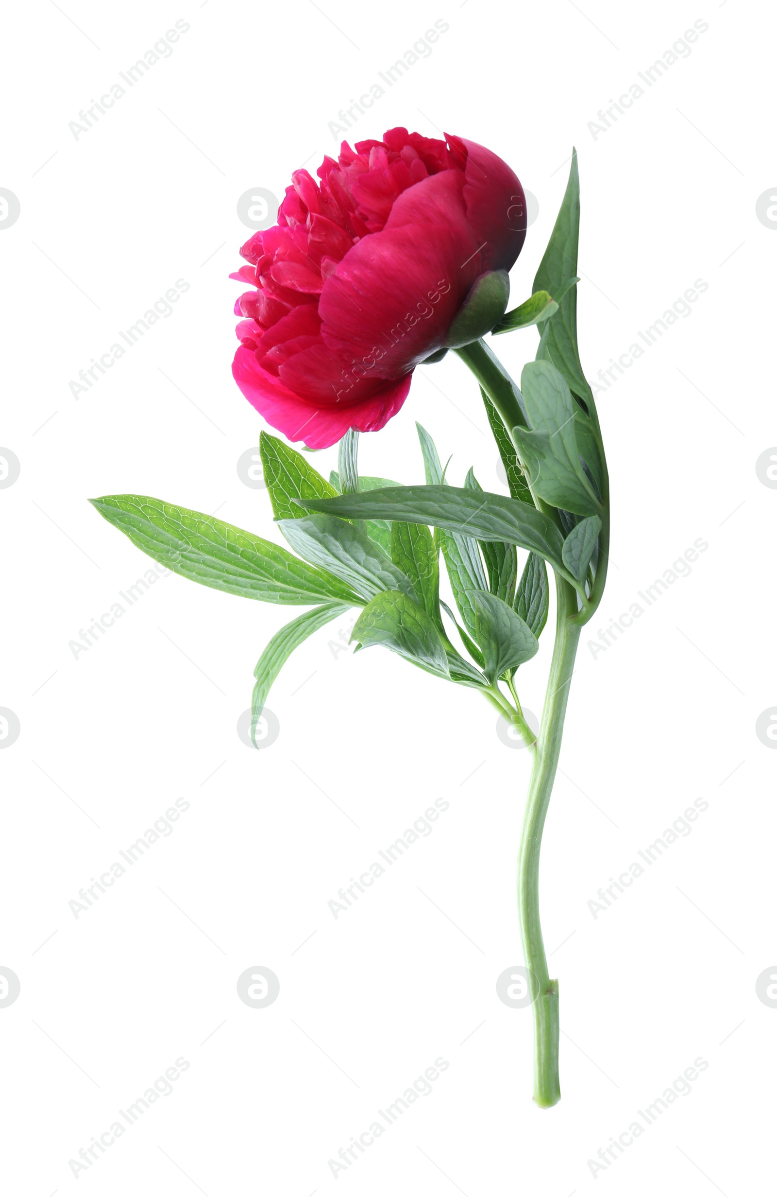 Photo of Beautiful red peony with leaves isolated on white