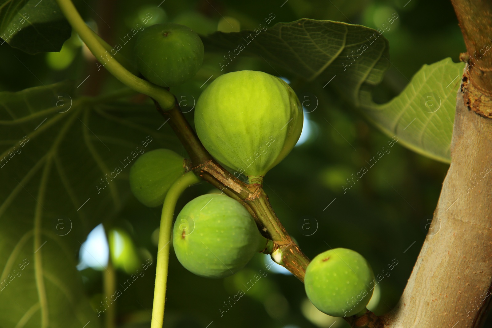 Photo of Unripe figs growing on tree in garden, closeup