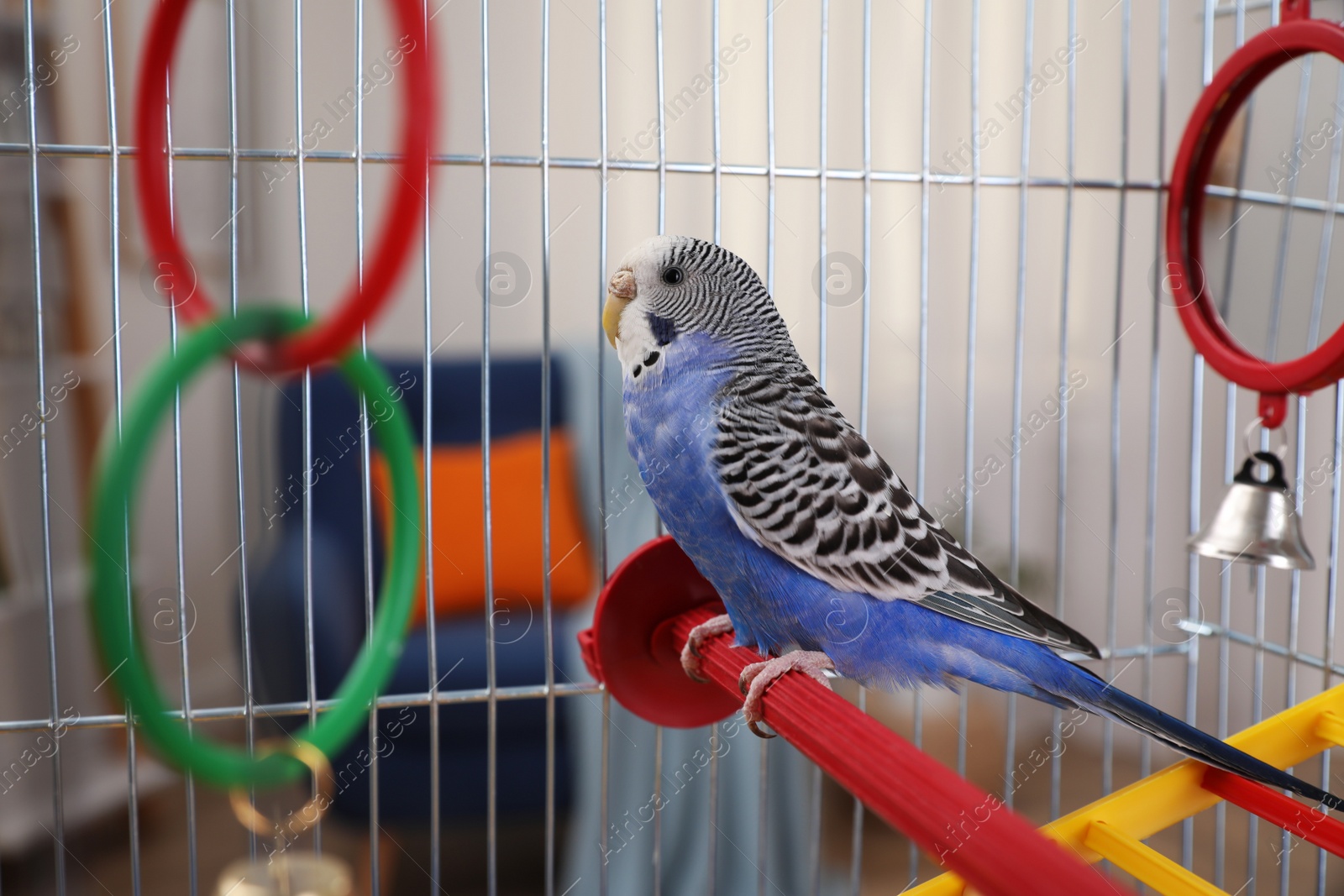 Photo of Beautiful light blue parrot in cage indoors. Cute pet