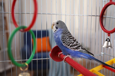 Beautiful light blue parrot in cage indoors. Cute pet