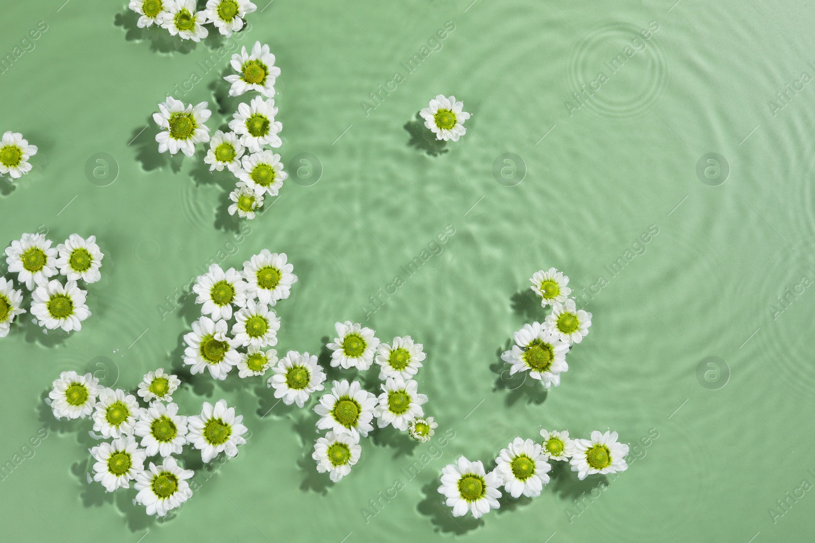 Photo of Beautiful chrysanthemum flowers in water on green background, top view