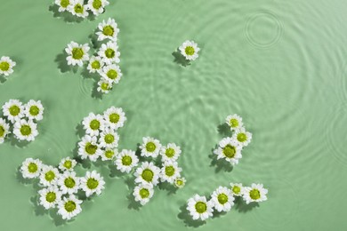 Photo of Beautiful chrysanthemum flowers in water on green background, top view