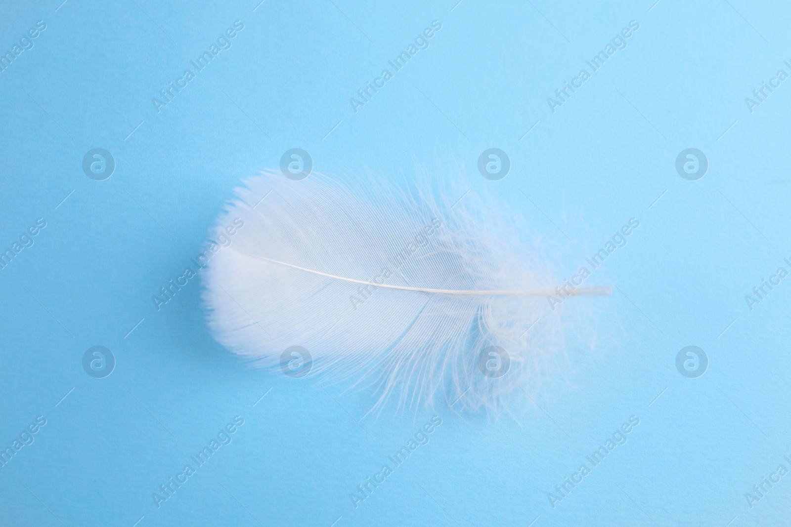 Photo of Fluffy white feather on light blue background, top view