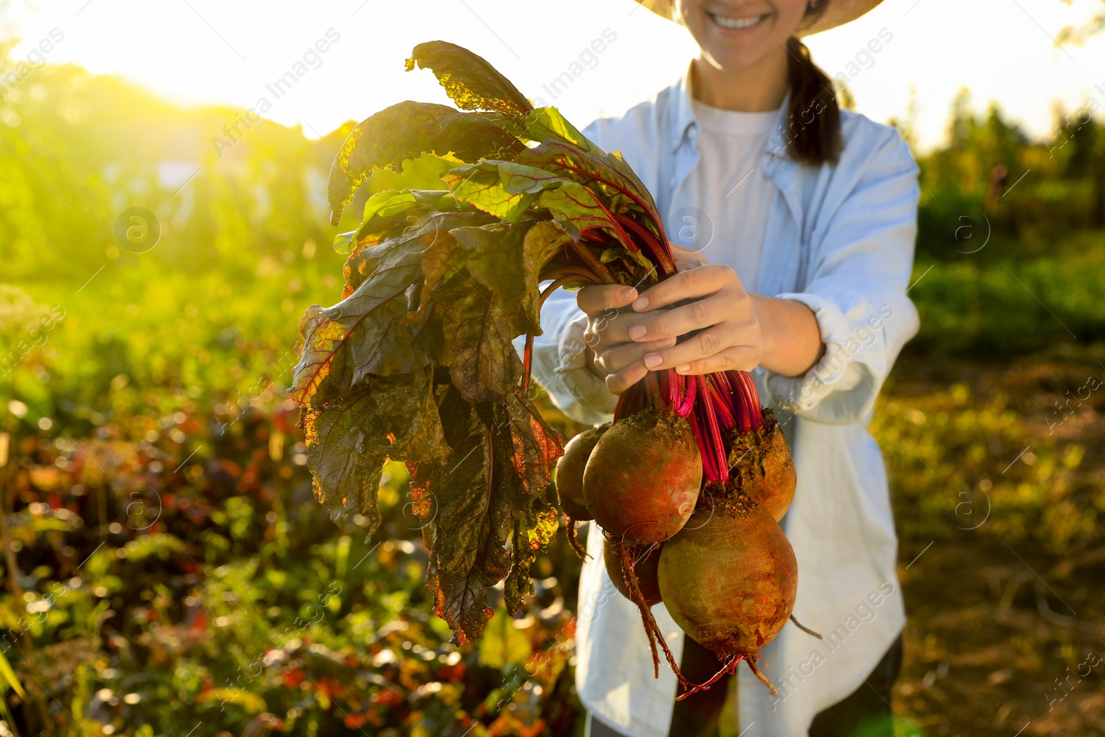 Photo of Woman harvesting fresh ripe beets on farm, closeup