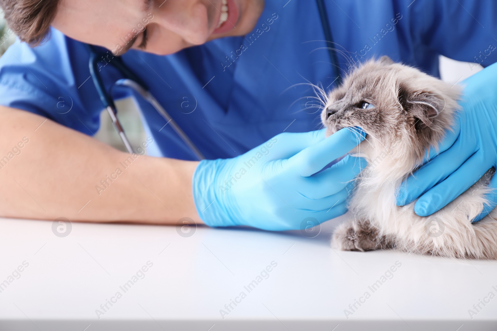 Photo of Young veterinarian examining cat on table in clinic