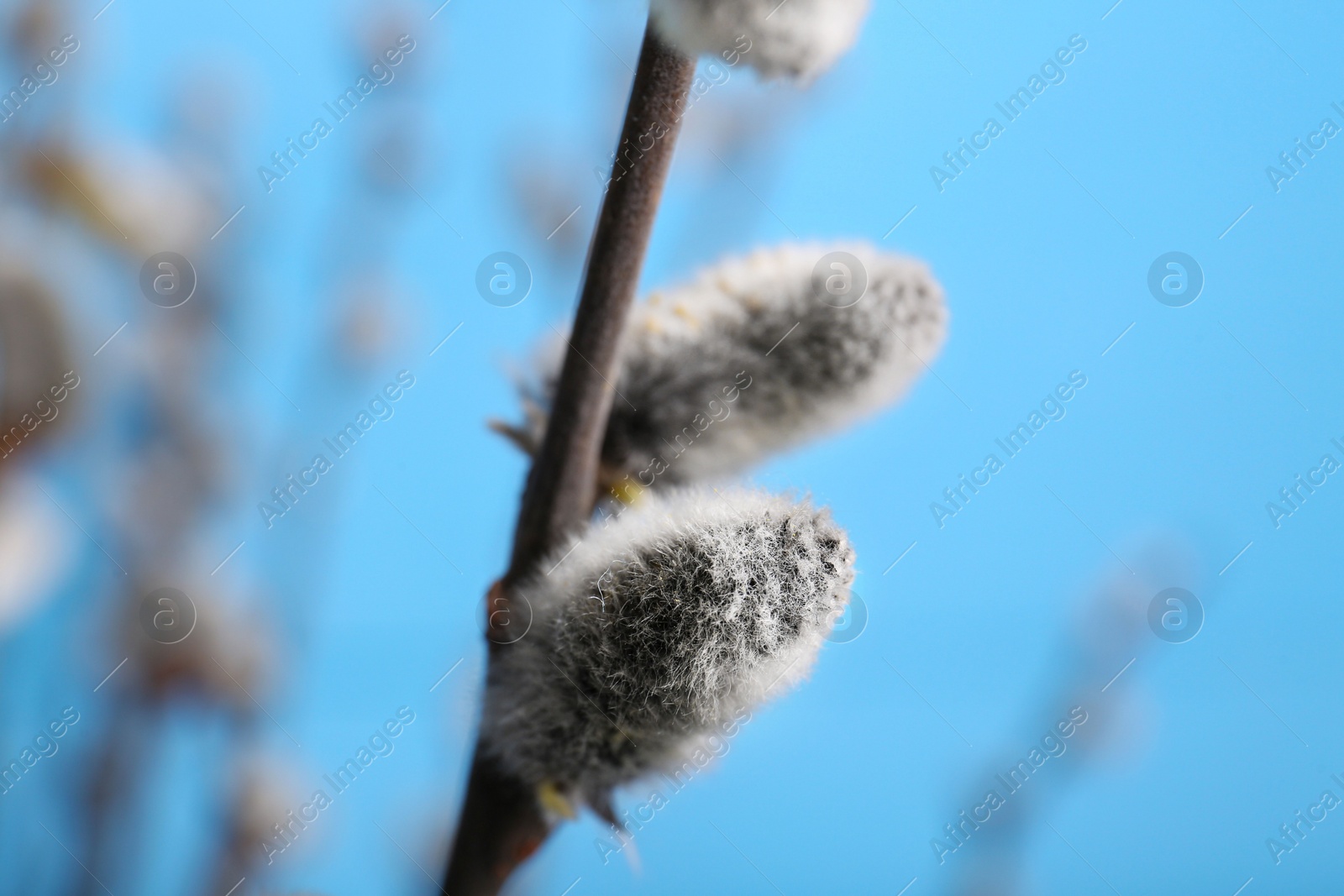 Photo of Beautiful blooming willow branch on light blue background, closeup