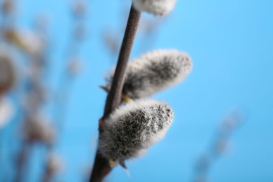 Beautiful blooming willow branch on light blue background, closeup