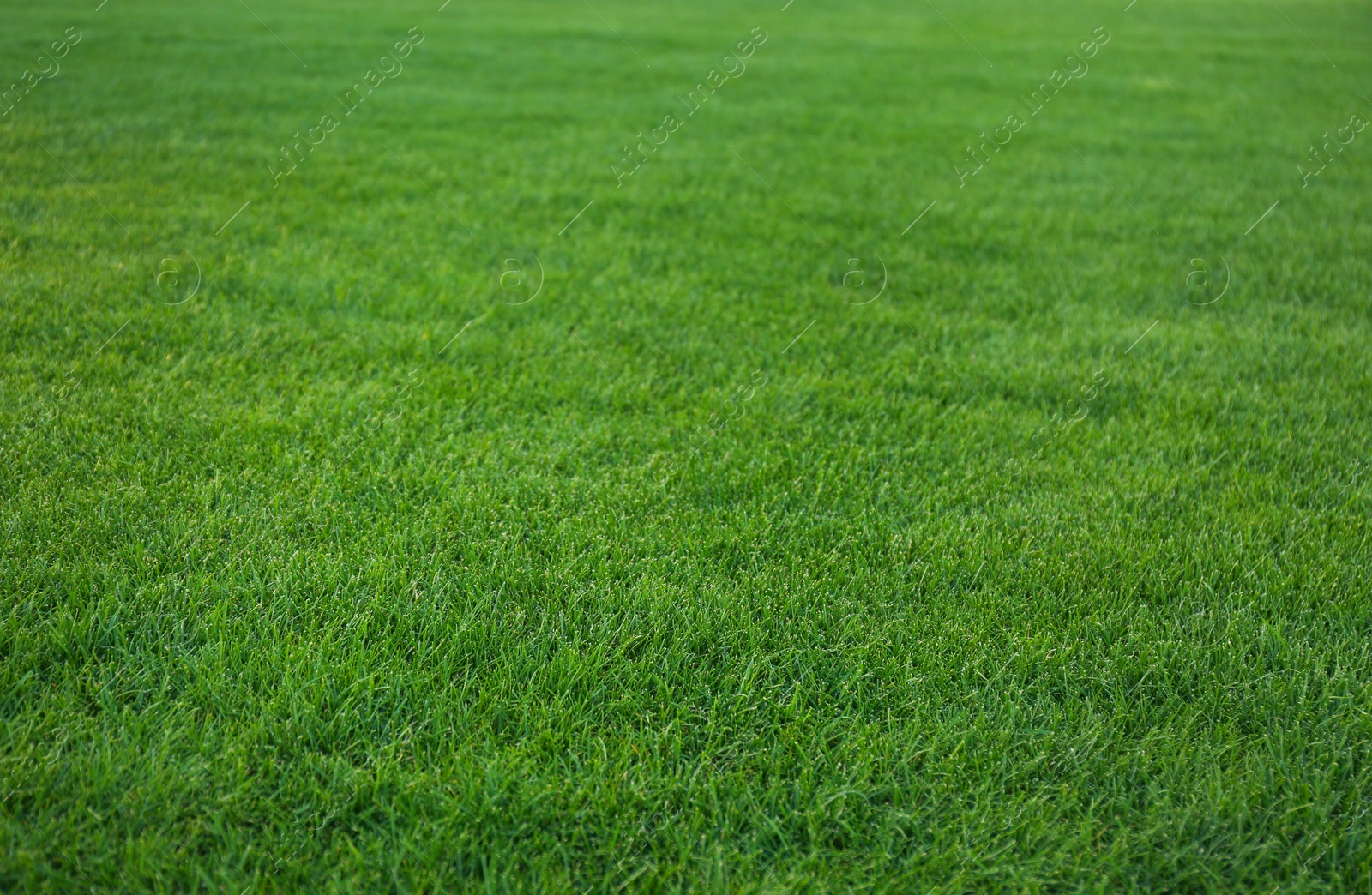 Photo of Green lawn with fresh grass as background