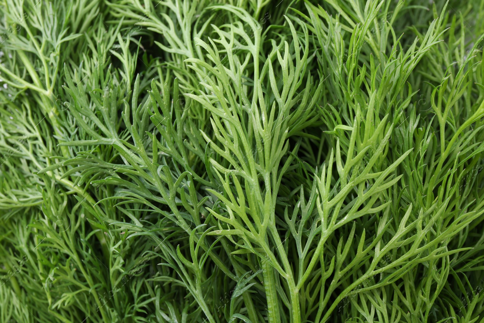 Photo of Sprigs of fresh dill as background, above view