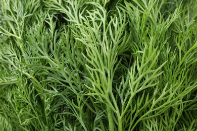 Photo of Sprigs of fresh dill as background, above view